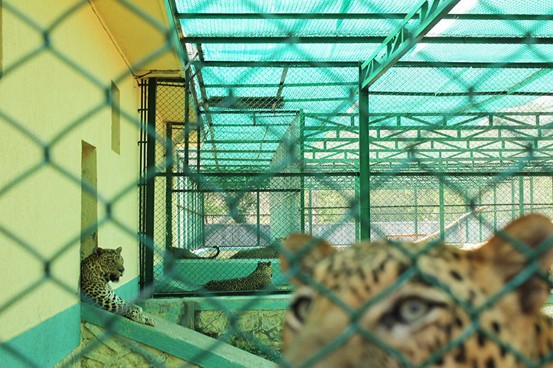 For Indias Captive Leopards A Life Sentence Behind Bars Yale E360